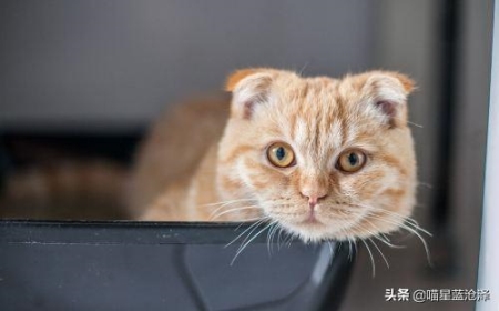 猫为什么要用猫砂？如何挑选一款合适的猫砂？教你如何挑选好猫砂