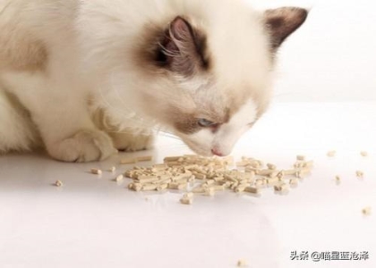 猫为什么要用猫砂？如何挑选一款合适的猫砂？教你如何挑选好猫砂