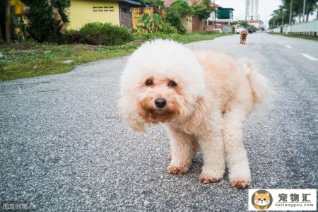 狗狗肚有虫子什么症状（狗狗肚子里有没有虫怎么判断）