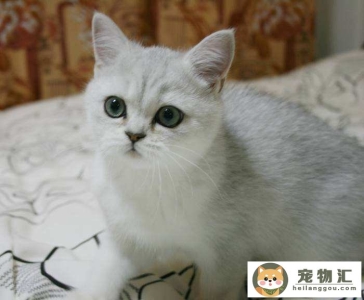 银渐层猫好养吗（新手养银渐层猫步骤）