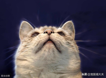 猫痤疮是什么？猫痤疮有什么症状？该如何治疗？解析猫痤疮