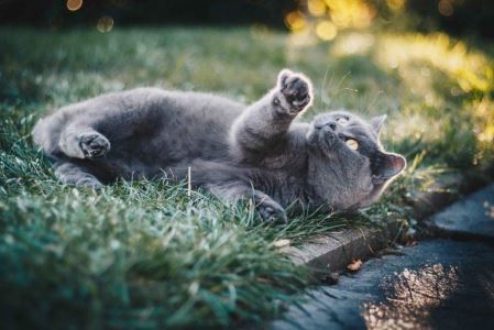 猫长出黑下巴是因为吃的太油？猫咪产生黑下巴有6种原因，教你几招搞定黑下巴