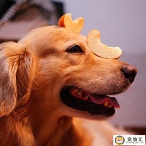 狗狗能吃什么（狗狗能吃什么水果排行榜）