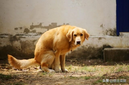 狗狗一天内多次排便是否正常？探究狗狗频繁排便的可能原因