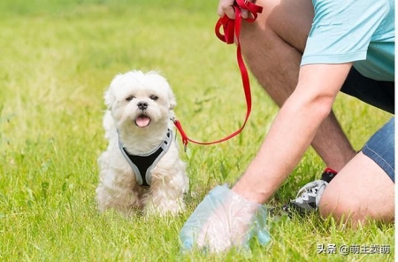 狗狗一天内多次排便是否正常？探究狗狗频繁排便的可能原因