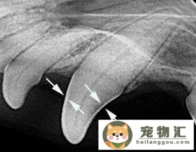 猫咪牙断了怎么办（猫咪大牙断了半截怎么办）