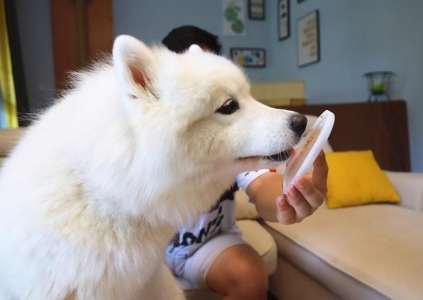 狗狗腹泻急救指南：几个简单有效的家庭疗法