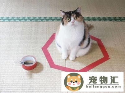 怎么抓猫咪不会跑（在家抓猫超简单方法）