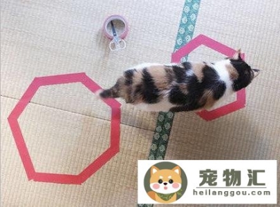 怎么抓猫咪不会跑（在家抓猫超简单方法）