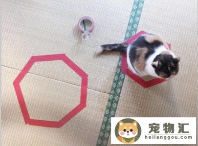 怎么抓猫咪不会跑（在家抓猫超简单方法）