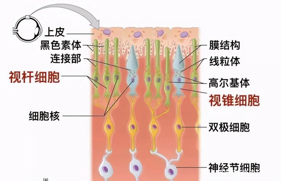 若无人类，大自然的色彩将何去何从？