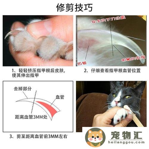 加菲猫怎么剪指甲（给猫咪剪指甲的技巧）