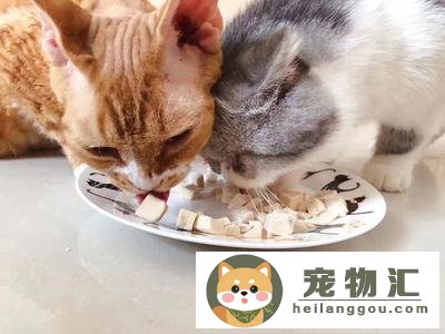 加菲猫怎么剪指甲（给猫咪剪指甲的技巧）