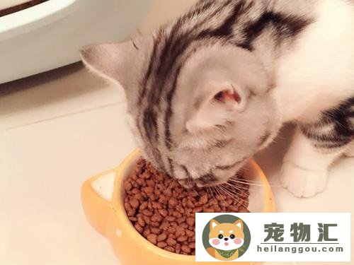 加菲猫怎么剪指甲（给猫咪剪指甲的技巧）