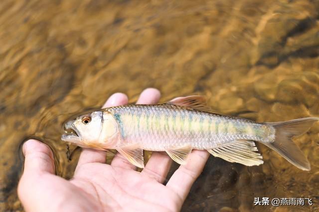 不会区分淡水鱼和海水鱼？来，看看这里就会！（淡水鱼与海鱼的区别）