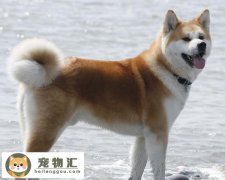 秋田犬为什么那么贵