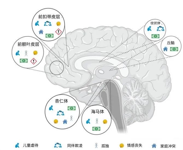 最新研究颠覆认知：多吃苦 对大脑有害！