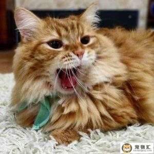 怎么去除猫咪口臭（如何在家给猫咪去除口臭）