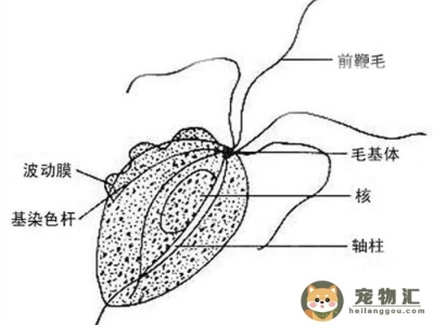 猫咪感染滴虫有什么症状（猫咪滴虫感染是什么状态）