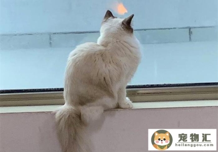 猫咪感染滴虫有什么症状（猫咪滴虫感染是什么状态）