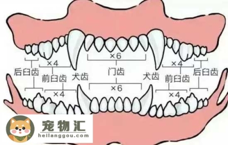 怎么从牙齿看狗狗年龄 狗狗牙齿年龄参照图