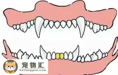 怎么从牙齿看狗狗年龄 狗狗牙齿年龄参照图