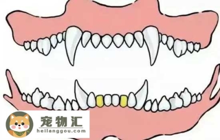 怎么从牙齿看狗狗年龄 狗狗牙齿年龄参照图