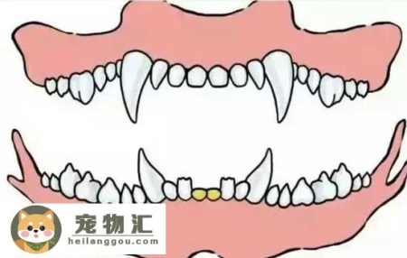 怎么从牙齿看狗狗年龄 狗狗牙齿年龄参照图