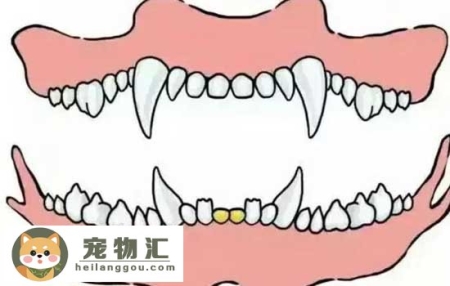 怎么从牙齿看狗狗年龄 狗狗牙齿年龄参照图