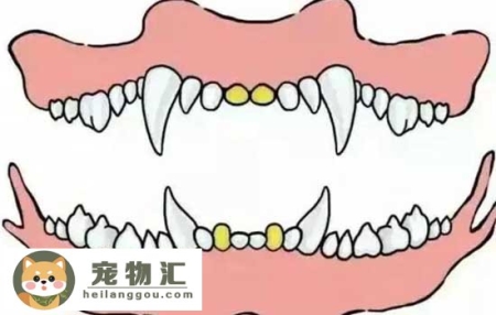 怎么从牙齿看狗狗年龄 狗狗牙齿年龄参照图