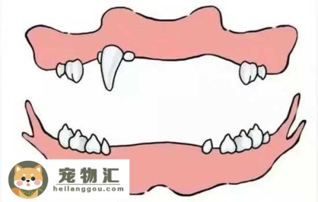 怎么从牙齿看狗狗年龄 狗狗牙齿年龄参照图