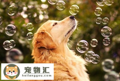 金毛犬幼犬价格介绍 金毛犬多少钱一只