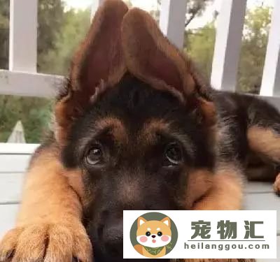 德牧怎么挑选幼犬（德牧幼犬品相及挑选技巧）