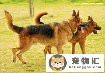 德牧怎么挑选幼犬（德牧幼犬品相及挑选技巧）