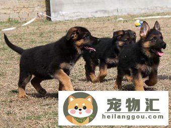 德牧怎么挑选幼犬（德牧幼犬品相及挑选技巧）