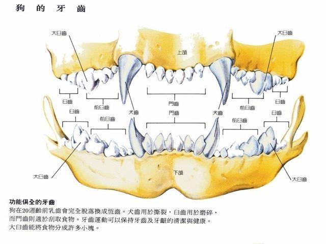 狗狗年龄换算新公式：快速计算你家狗狗的真实年龄