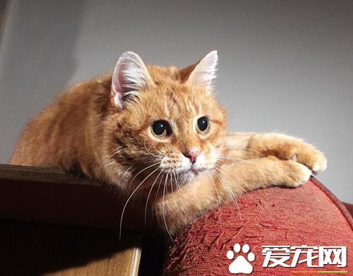 猫抓家具办  防止猫乱抓家具的方法介绍