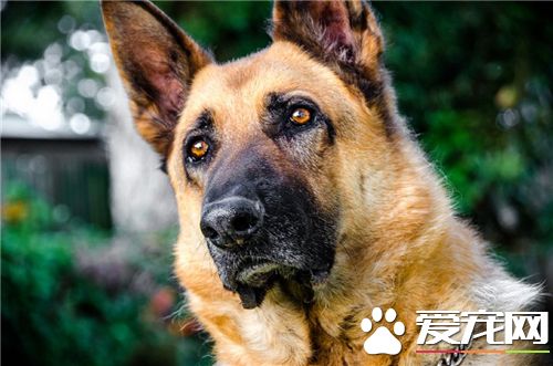 德国牧羊犬疾病 狂犬病是最常见的德牧疾病