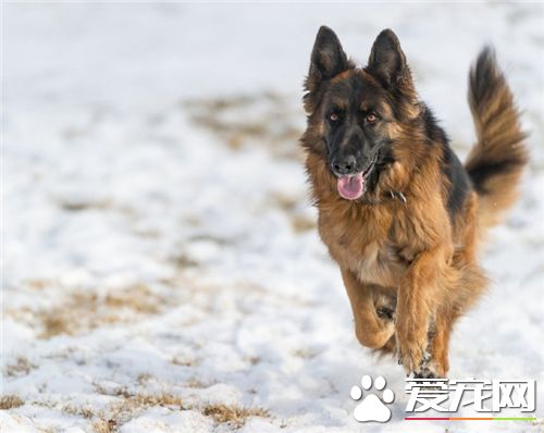 德国牧羊犬疾病 狂犬病是最常见的德牧疾病