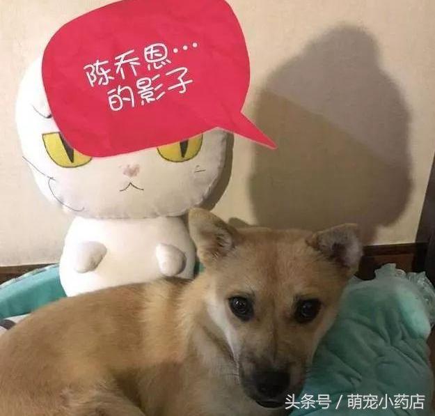 陈乔恩化身空姐为中华田园犬服务，如果有来生，请让我做她的狗陈乔恩化身空姐为中华田园犬服务9