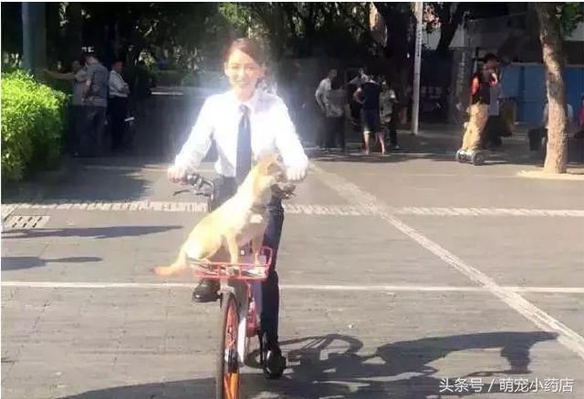 陈乔恩化身空姐为中华田园犬服务，如果有来生，请让我做她的狗陈乔恩化身空姐为中华田园犬服务11