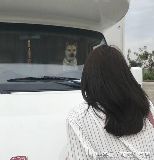 陈乔恩化身空姐为中华田园犬服务，如果有来生，请让我做她的狗陈乔恩化身空姐为中华田园犬服务16