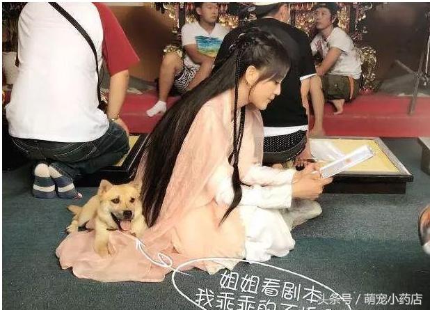 陈乔恩化身空姐为中华田园犬服务，如果有来生，请让我做她的狗陈乔恩化身空姐为中华田园犬服务18