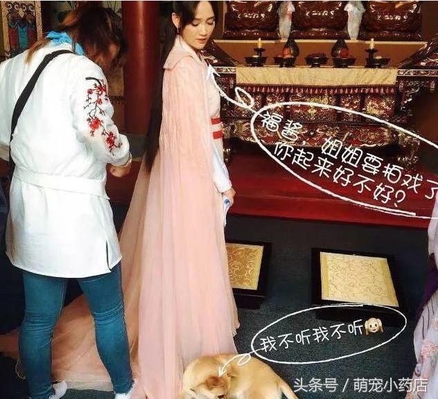 陈乔恩化身空姐为中华田园犬服务，如果有来生，请让我做她的狗陈乔恩化身空姐为中华田园犬服务19