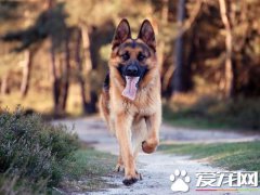 怎样训练德国牧羊犬？ 德画牧羊犬喂养什么