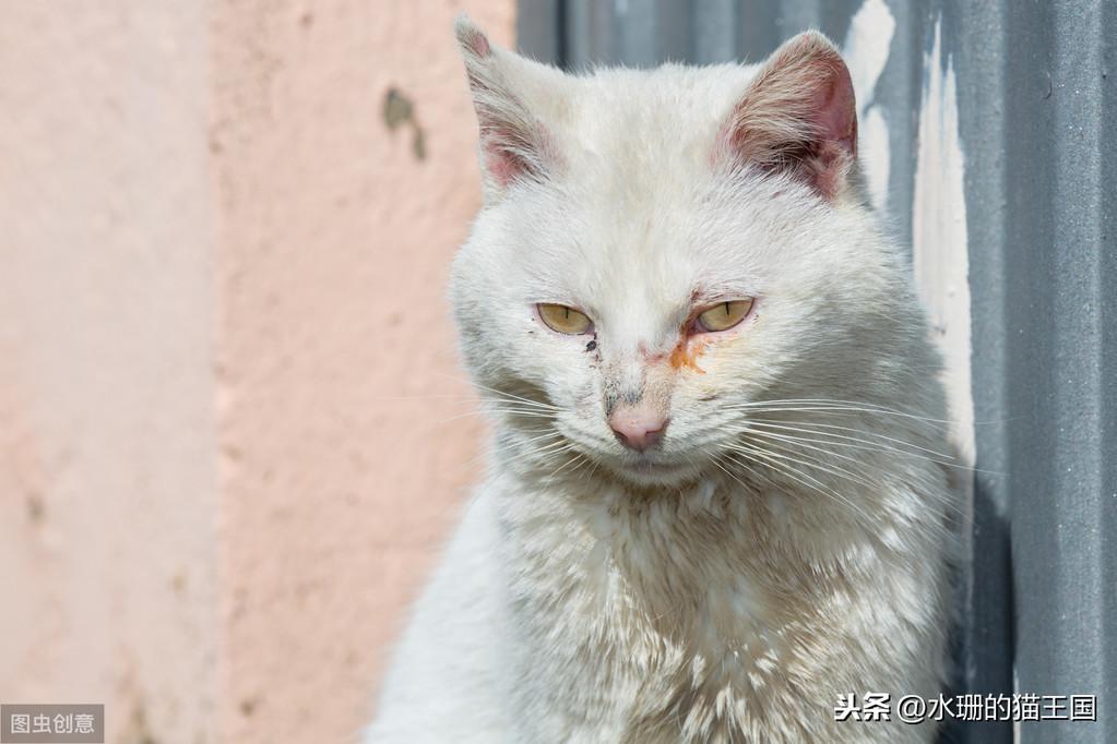 颜如：猫咪总是有眼屎，教你简单判断猫咪眼部疾病