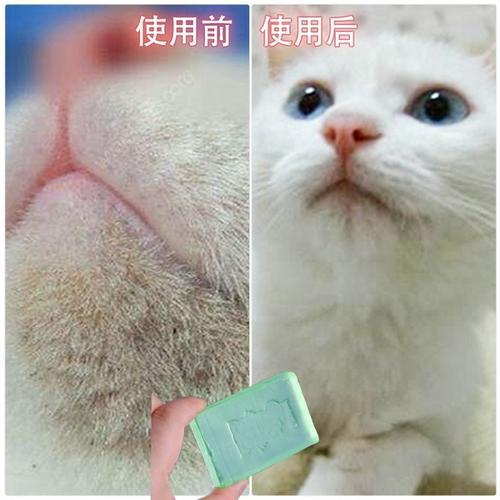 嗣音？猫咪有黑下巴该怎么处理？快速治愈猫咪有黑下巴方法