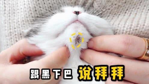 嗣音？猫咪有黑下巴该怎么处理？快速治愈猫咪有黑下巴方法