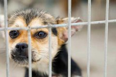 颜如：探访青岛市犬只收养服务基地，想养狗狗这儿可以免费领养（青岛有没有领养宠物的微信群）