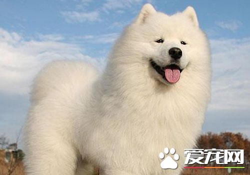 萨摩耶犬咳嗽 主要是由于气温差变化较大引起